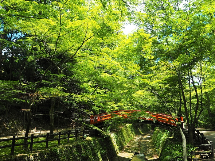 (メイン画像)北野天満宮(青もみじ)