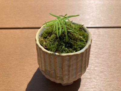 リターン メタセコイアの森の苗木