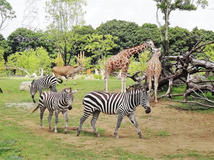 よこはま動物園ズーラシア