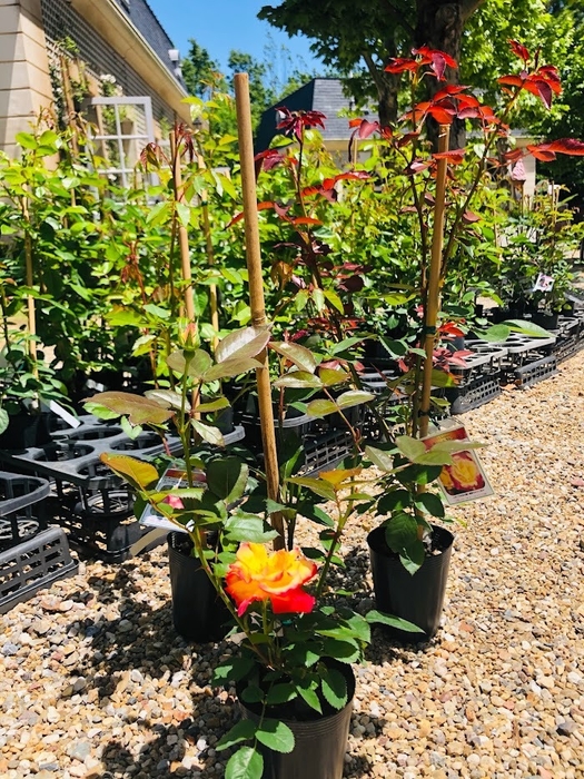 バラの新苗販売