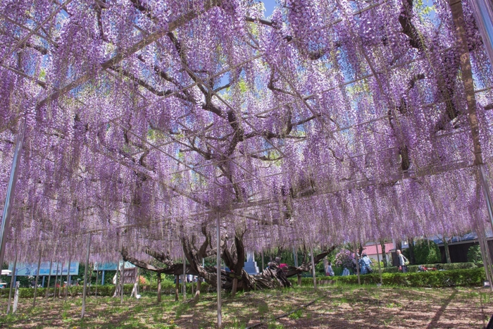 青葉園の大藤 昼(4)