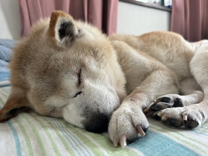 （闘病のため緊急入院された飼い主さん。取り残された老犬を、飼い主さんが退院するまで一時預かりしましたが、飼い主さんはそのままご逝去されました。老犬17歳のまりばあちゃんは、預かりボランティアさんの元で介護、看取りとなりました。）