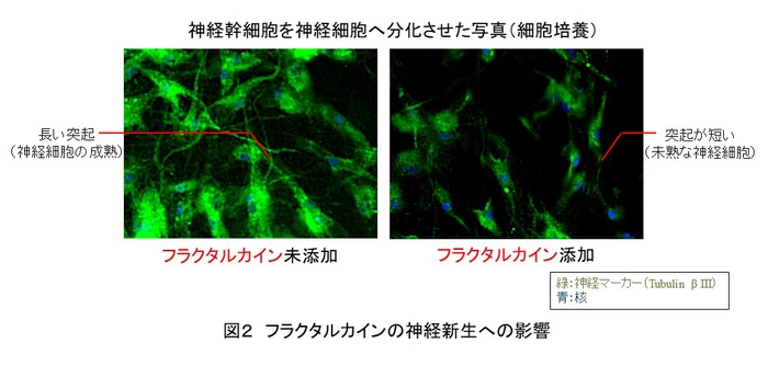 図2 フラクタルカインの神経新生への影響