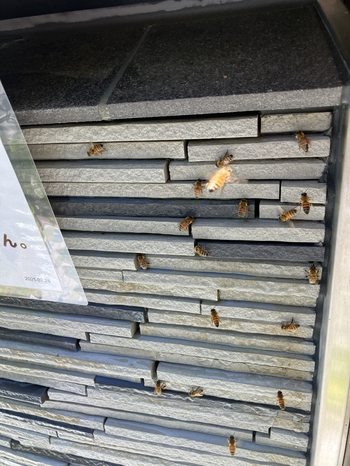 水壁に集まるみつばち