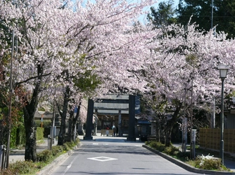 春の訪れを那須塩原で。桜、菜の花、スイセン…市内各所の花の名所をご紹介