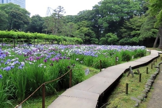 「花菖蒲の小道」(昨年度の様子)