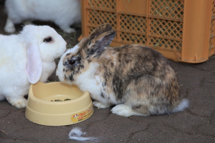 宝登山小動物公園うさぎイメージ