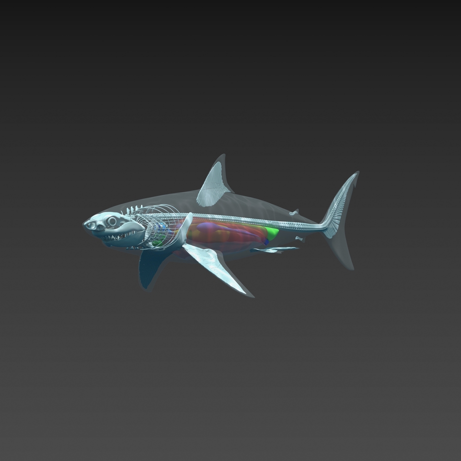 VR水槽_1 ※画像はイメージです。