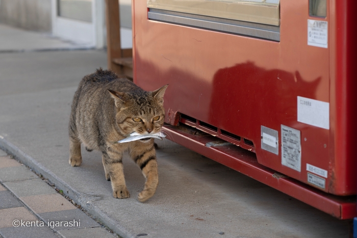 猫と魚4