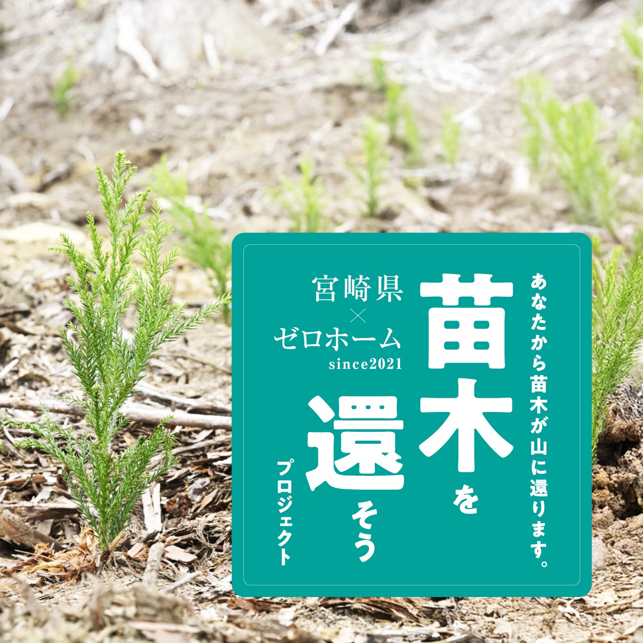 使った分の木を山に還す「苗木を還そうプロジェクト」宮崎県にスギの再造林費用を寄付