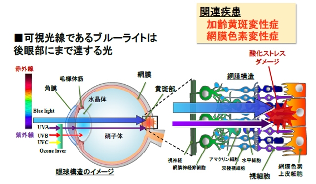 ブルーライトの網膜に対するメカニズム