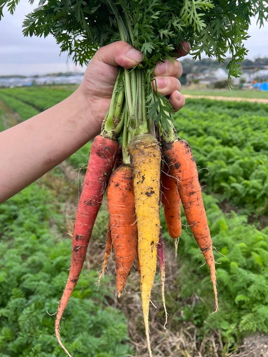 8種類のニンジン