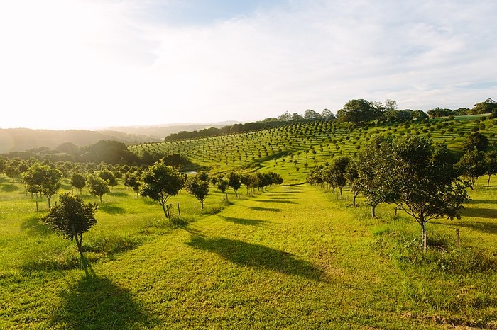 Macadamia Trees