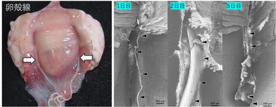 図2 卵殻腺でツル(矢印)が形成されている様子(左)と、P4投与期間に応じたツル(矢頭)の変化(右、走査型電子顕微鏡による観察)