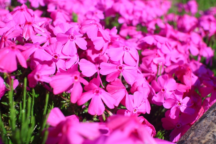 芝桜の花イメージ