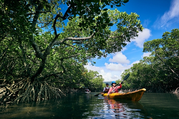 星野リゾート　西表島ホテル　マングローブカヤック（イメージ）