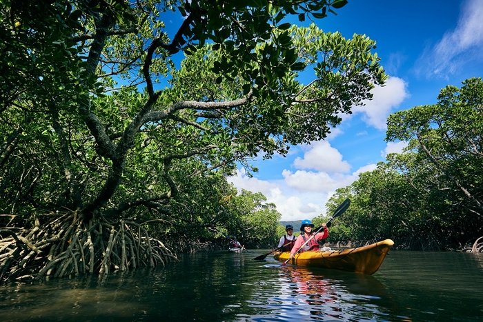 星野リゾート 西表島ホテル マングローブカヤック(イメージ)