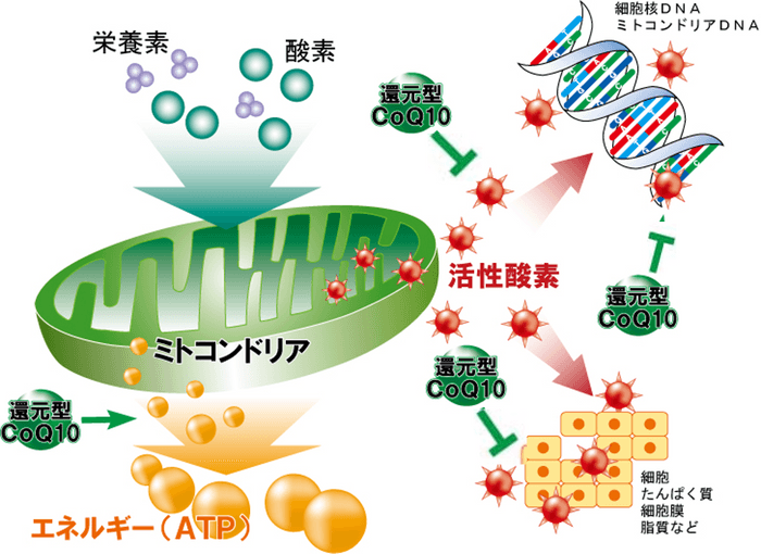 活性酸素の除去（ユビキノール）