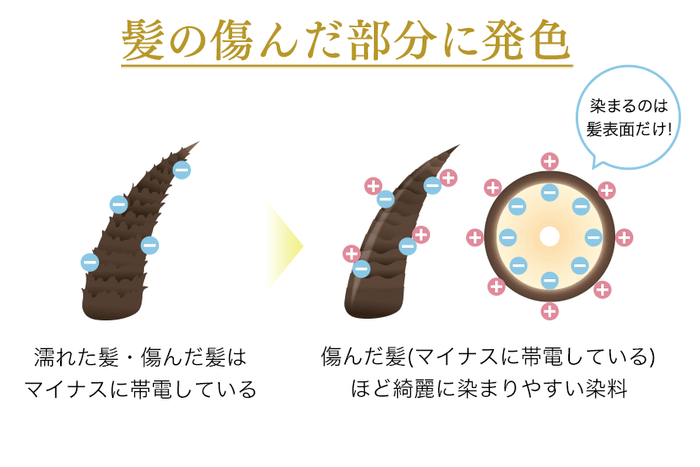 髪の痛んだ部分に発色