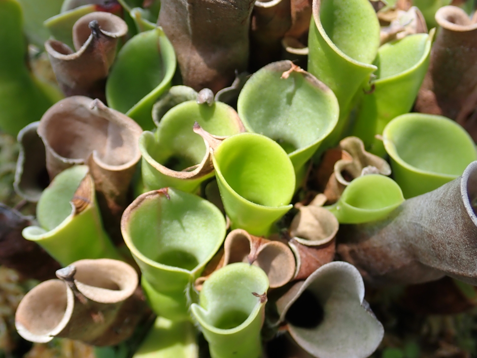 ヘリアンフォラ・ミノール