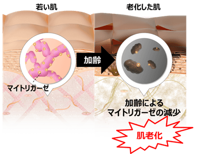 マイトリガーゼの減少が肌老化を引き起こすイメージ図