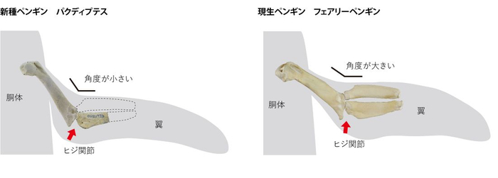 パクディプテスとフェアリーペンギンの肘の比較。パクディプテスは肩関節が「現代型」だが、肘関節は「祖先型」（関節の角度が小さい）＝新村龍也＆足寄動物化石博物館