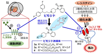 定型抗精神病薬「ピモジド」の化学修飾により新規難治性疼痛治療薬として極めて有望な化合物の創製に成功