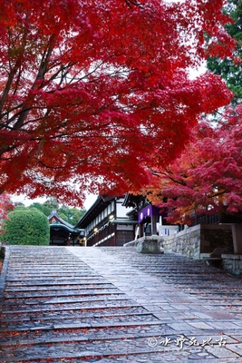 女坂の紅葉