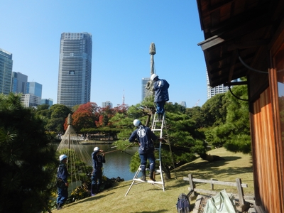 昨年度の雪吊り制作の様子(浜離宮恩賜庭園)