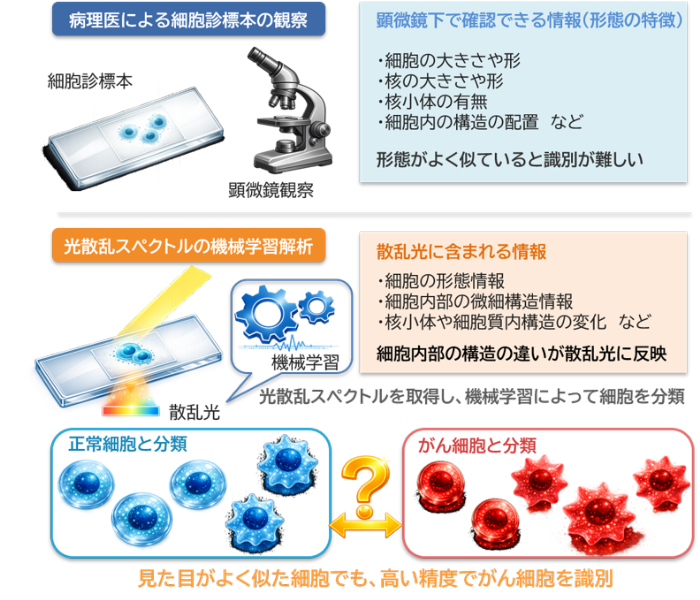 より高精度にがん細胞を見分ける原理を発見　～がん細胞の診断を支援する新たな細胞診断技術～