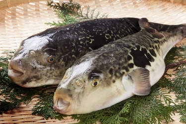 『国産とらふぐ てっちり』で今年最初の“ふく”が来る！ うおまんの長崎県産 てっちり鍋セットを1月8日より販売開始