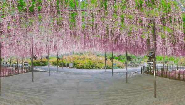 あしかがフラワーパーク｜大藤