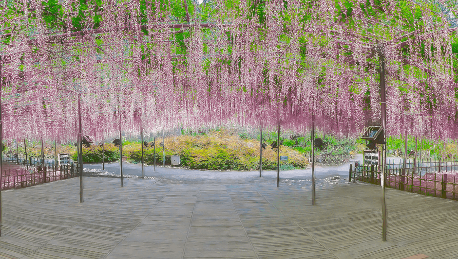 あしかがフラワーパーク|大藤