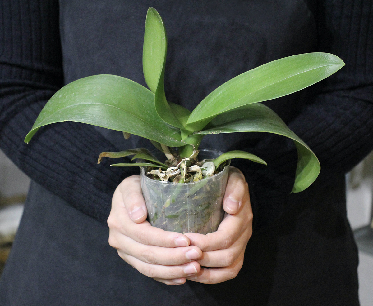 「ドナルド・マクドナルド・ハウス せたがや」オープンハウス2019 に参加致します。