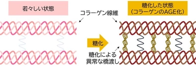 鉄分がコラーゲンと肌細胞の糖化を抑制することを発見