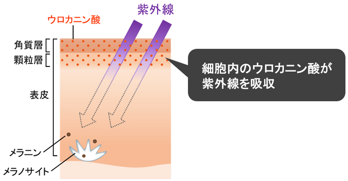 図1　ウロカニン酸について