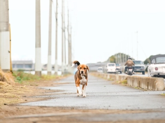＜17年間待ち続けた犬！＞ 実話を基にした感動映画『石岡タロー』　 全国公開に向けたクラウドファンディングを4月3日より開始