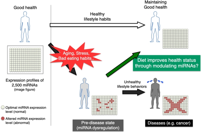図解：健康状態とマイクロRNA発現パターンの関係性（加齢やストレス、不健康な食習慣などによって、マイクロRNAの発現異常をともなう未病状態に移行することが考えられるが、食生活の改善などによって、正常なマイクロRNAの発現パターンに戻り、健康状態も改善される可能性を図で示した）