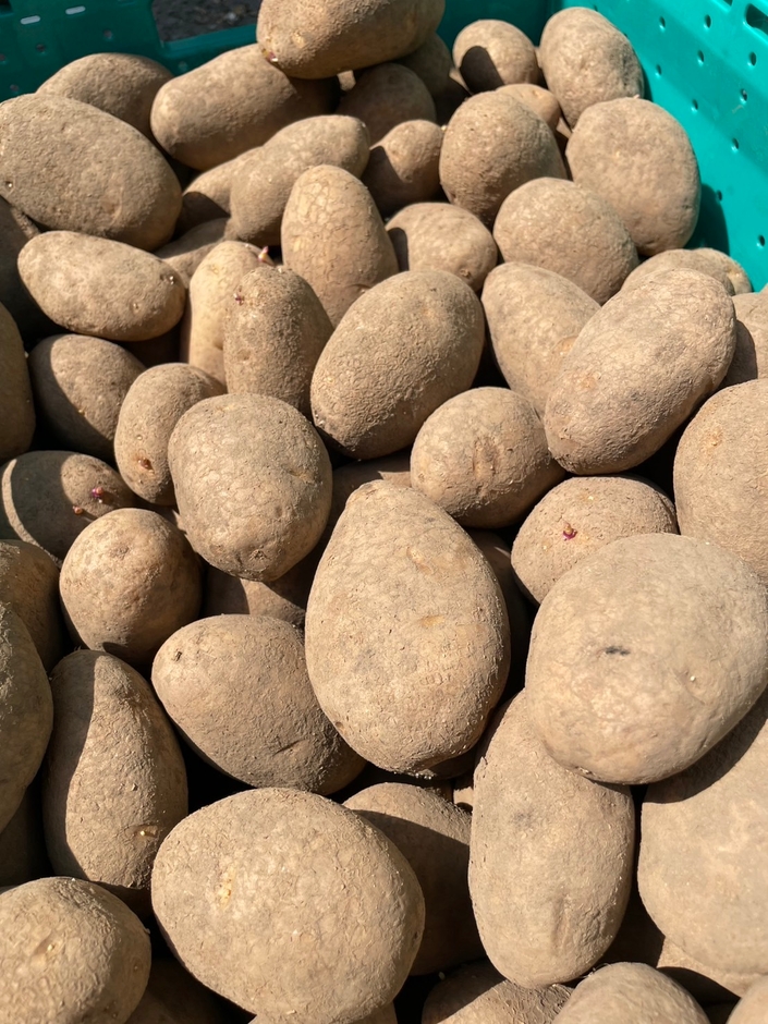 実際の規格外野菜(じゃがいも)