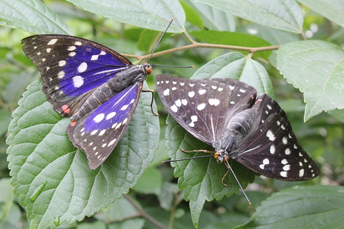 オオムラサキ(監修:チョウタロウ(林太郎))