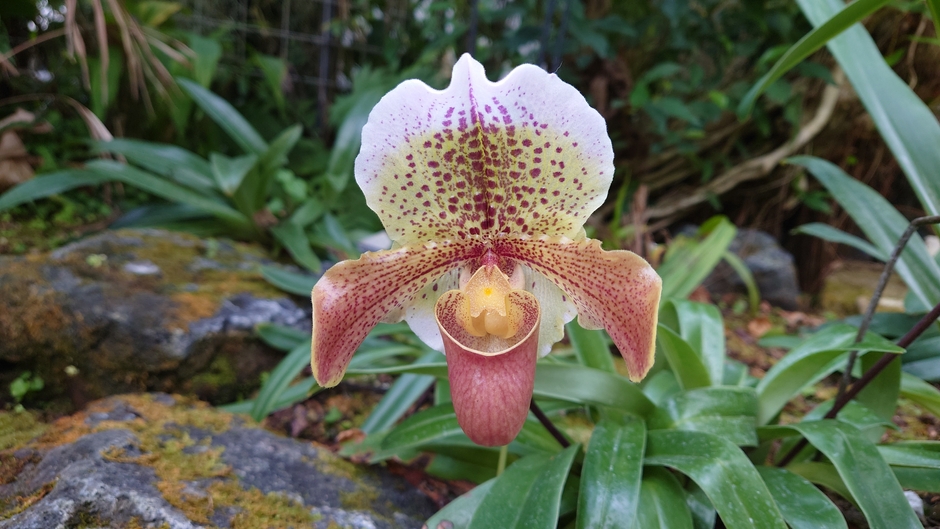 洋ラン(パフィオペディルム)