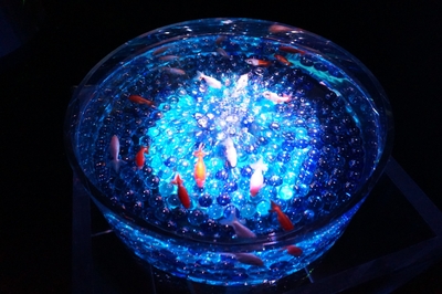 アクアリウム 金魚