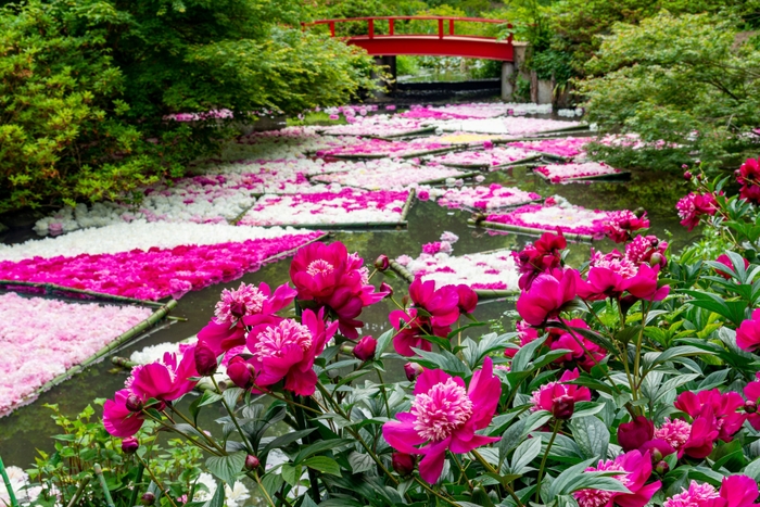 紅日輪とシャクヤクの花筏