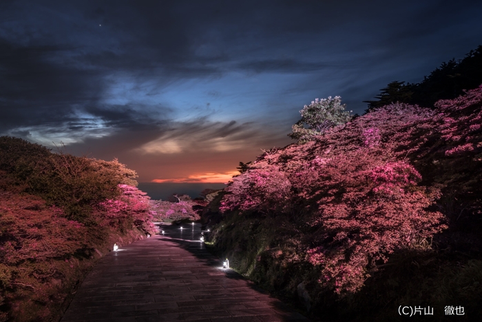 仁田峠 ミヤマキリシマとマジックアワー