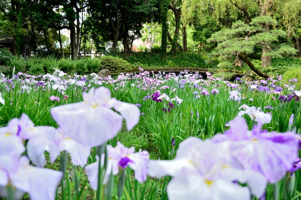 過去の見ごろの菖蒲田の様子