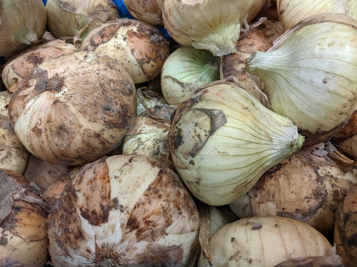 田尻特産 泉州黄たまネギ“吉見早生” (よしみわせ)