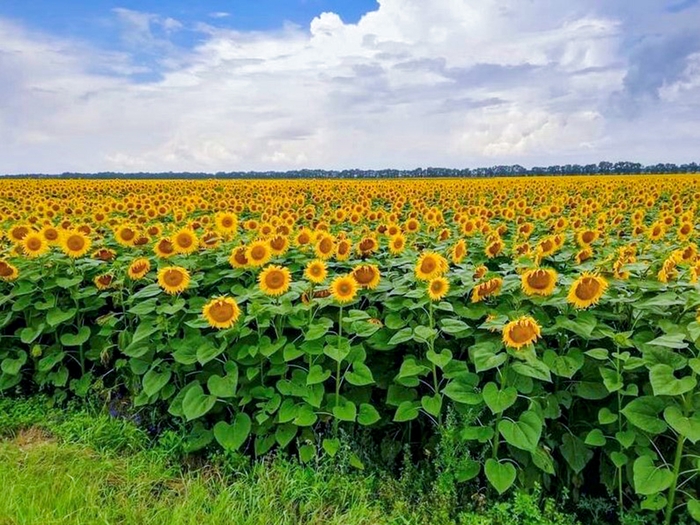 2021年以前の蜂場の様子