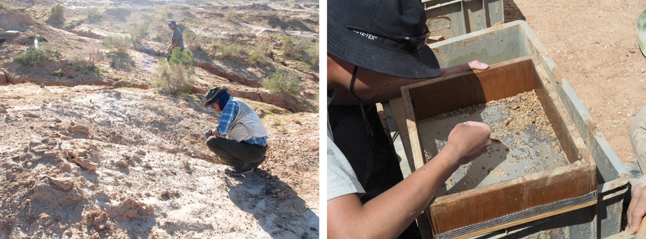 哺乳類化石産出層(左)と小型脊椎動物化石の取り出し作業(右)