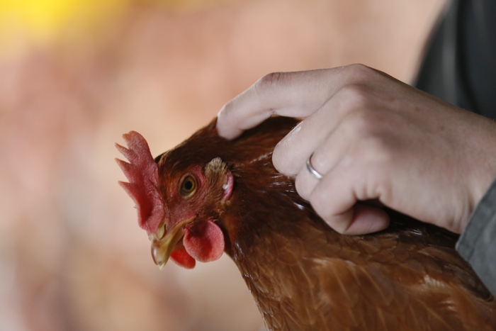 「コッコは仲間」愛情を持って育てている