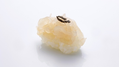 白海老昆布〆